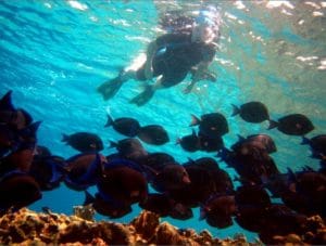 Snorkeling Bonaire - H2O Visions Bonaire