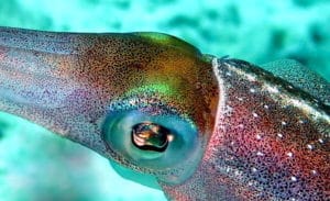 Snorkeling Bonaire - H2O Visions Bonaire