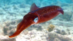 Snorkeling Bonaire - H2O Visions Bonaire - About Us - hero Image 1