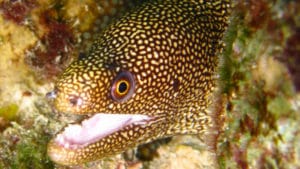 Snorkeling Bonaire - H2O Visions Bonaire - Gallery 2