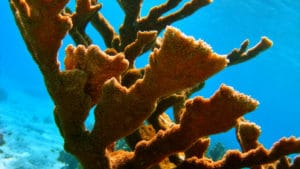 Snorkeling Bonaire - H2O Visions Bonaire - Gallery 6