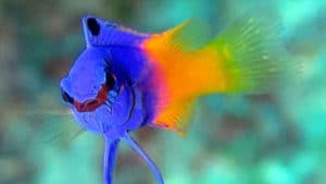 Snorkeling Bonaire - H2O Visions Bonaire - Gallery 7