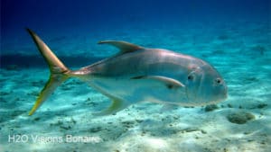 Snorkeling Bonaire - H2O Visions Bonaire - Gallery 8