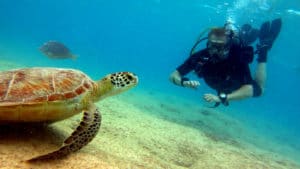 Snorkeling Bonaire - H2O Visions Bonaire - Sea Turtle & Diver - Hero