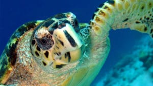 Snorkeling Bonaire - H2O Visions Bonaire - Sea Turtle - hero Image 1