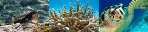 Snorkeling Bonaire - H2O Visions Bonaire