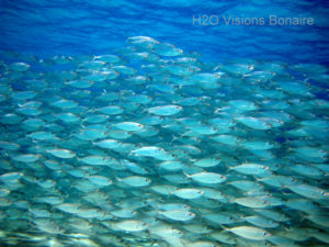Snorkeling Bonaire - H2O Visions Bonaire