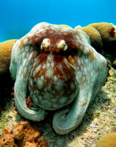 Snorkeling Bonaire - H2O Visions Bonaire