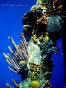 Snorkeling Bonaire - H2O Visions Bonaire
